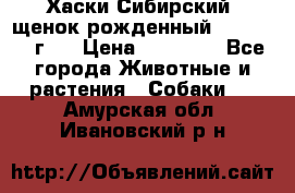 Хаски Сибирский (щенок рожденный 20.03.2017г.) › Цена ­ 25 000 - Все города Животные и растения » Собаки   . Амурская обл.,Ивановский р-н